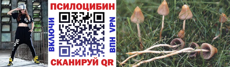 где продают   Пустошка  Псилоцибиновые грибы Psilocybine cubensis 